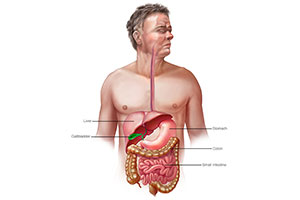 Osteopathic Approach to the GI Tract Including the Immune Digestion Connection