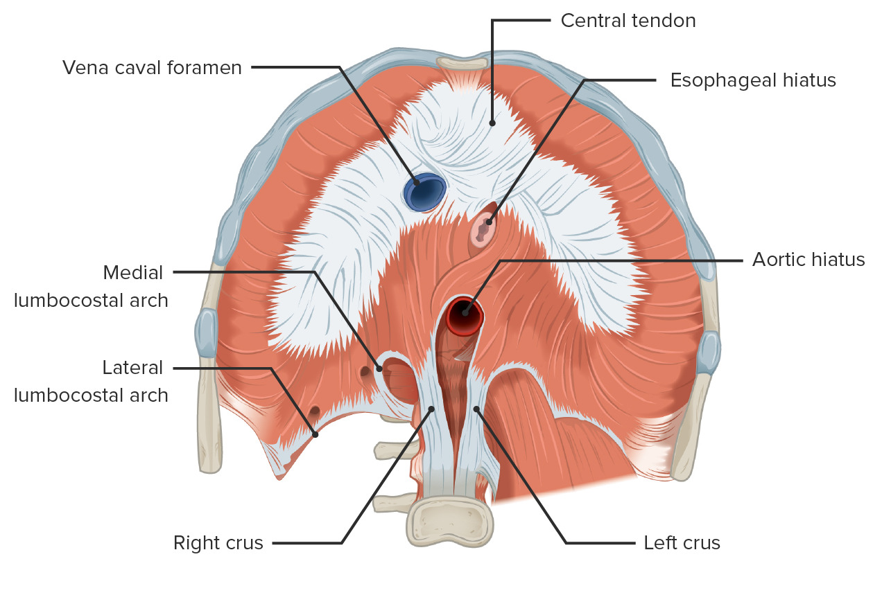 Dr. Foley presented "The Lumbocostal Arches and the Liver Turn"