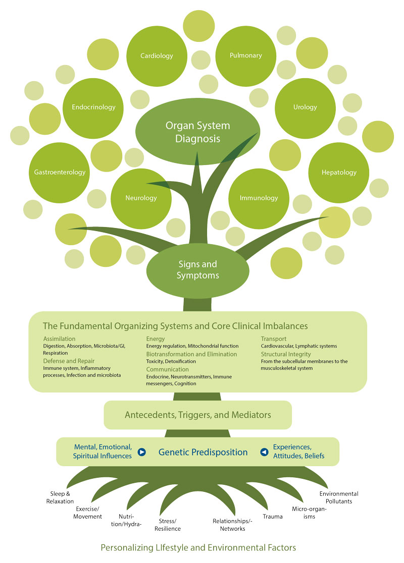 Functional Medicine Tree Functional Medicine Tree